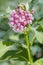 Asclepias Flower