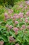 Asclepias Flower and Bees