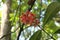 Asclepias flowers that grows well in nature