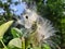 Asclepias is a genus of herbaceous, perennial, flowering plants known as milkweed