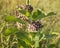 Asclepias syriaca. Milkweed American is a genus of herbaceous, perennial