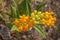 Asclepias tuberosa or tropical milkweed in full blossom, selective focus on the flower