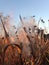 A Asclepius Curassavica Plant Seedpod with Seeds during Sunset in the Fall.