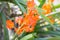 Ascocentrum miniatum, beautiful orange orchid