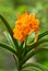 Ascocentrum Miniatum orchid, Orange