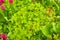 Ascot Rainbow Euphorbia, flowering spurge blooming in the backyard. Euphorbia flowering evergreen plant in a garden.