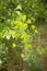 Ascot Rainbow Euphorbia, flowering spurge blooming in the backyard. Euphorbia flowering evergreen plant in a garden.