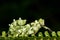 Asean Flower Mantis Macro