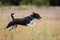 Asenji dog chasing bait in a field