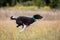 Asenji dog chasing bait in a field