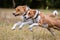 Asenji dog chasing bait in a field