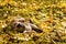 Ash cat wallows in yellow leaves