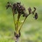 Ash dieback fungus Hymenoscyphus fraxineus on European ash