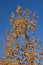 Ash with golden leaves against the sky