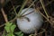 Ash Gourd also called Benincasa hispida, winter gourd, tallow gourd, ash pumpkin, winter melon growing in backyard