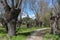 Ash grove next to the river Manzanares