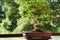 Ash Slime, Fraxinus Uhdei, Bonsai Tree