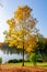 Ash tree in autumn, Gatchina park, Russia