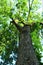 Ash tree bark and leaves