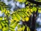 Ash-tree blossoms in springtime. Leaves on sunset