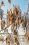 An ash tree with seeds decorated with winter frost