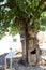 Ash tree in the town of Freixo de Espada a Cinta, Internationa