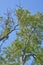 Ash trees with Ash dieback against a blue sky