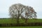 Ash trees in winter silhouette in a farm hedgerow in Northern Ireland