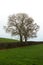 Ash trees in winter silhouette in a farm hedgerow in Northern Ireland