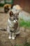 Ash tricolor kitty sitting on the stone floor in summer garden