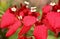 Ashanti blood, Red flag bush, Mussaenda erythrophylla
