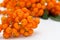 Ashberry cluster with bright orange berry