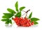 Ashberry cluster with red berry and green leaf