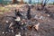 Ashes and burned trees after a fire in the forest