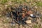 Ashes from a campfire in nature. Close up view of the extinct bonfire in a dry grass, abandoned after a picnic or camp.