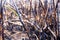 Ashes and wreck stump grass after the fire