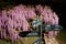 Ashikaga Flower Park. Hanging bunches of pink Wisteria tree, evening illumination. Spring time