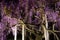 Ashikaga Flower Park. Hanging bunches purple blue Wisteria tree