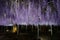 Ashikaga Flower Park. Hanging bunches of Wisteria tree, evening illumination