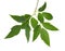 Ashleaf maple branch isolated on white background. Maple acer negundo leaves.