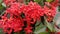 Ashoka flower or asoca saraca, Asoka Flower