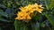 Ashoka Flower. The Beauty of Dewy Yellow Ashoka Flower