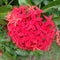 Ashoka flower is red