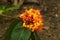 Ashoka flower saraca flower