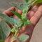 Ashwagandha.Ashwagandha flower.Health Benefits Of Ashwagandha For Skin,Hair And Health Pocket Ashwagandha plant.leaves.