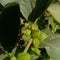 Ashwagandha flower.Health Benefits Of Ashwagandha For Skin,Hair And Health Pocket Ashwagandha plant.leaves.