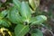 Ashwagandha green plants in the garden. Withania somnifera ( Ashwagandha ) in garden, Medicinal Herbs