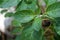 Ashwagandha green plants in the garden. Withania somnifera ( Ashwagandha ) in garden, Medicinal Herbs