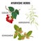 Ashwagandha, guduchi cordifolia, andrographis flowering plant realistic vector illustration