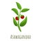 Ashwagandha plant icon, cartoon style